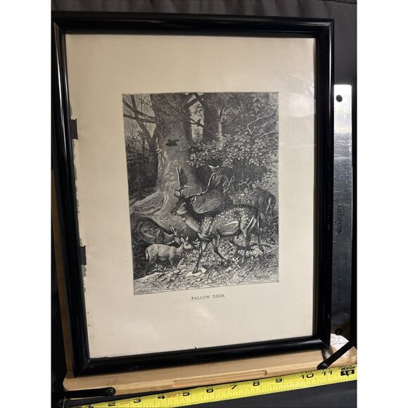 Selmar Hess Publisher N.Y. Fallow Deer Print Glass Framed 1855 Magazine 14x10” - Picture 3 of 10